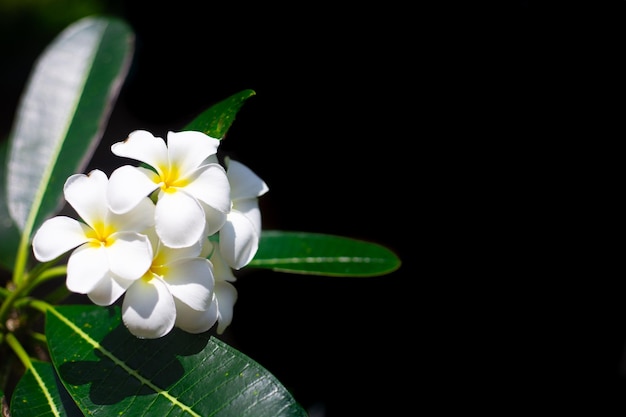 Tropical white plumeria flowers on a black background Floral background with copy space
