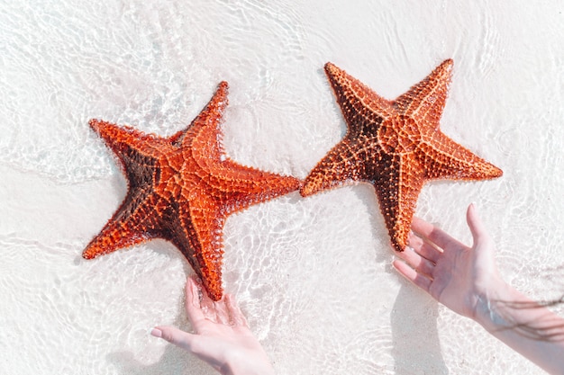 Photo tropical white sand with red starfish in clear water