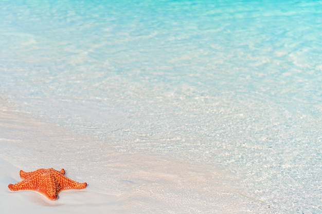 Foto sabbia bianca tropicale con stelle marine rosse in acqua limpida