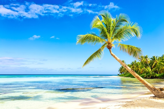 Foto spiaggia di sabbia bianca tropicale con palme. isola di saona, repubblica dominicana. fondo di viaggio di vacanza.