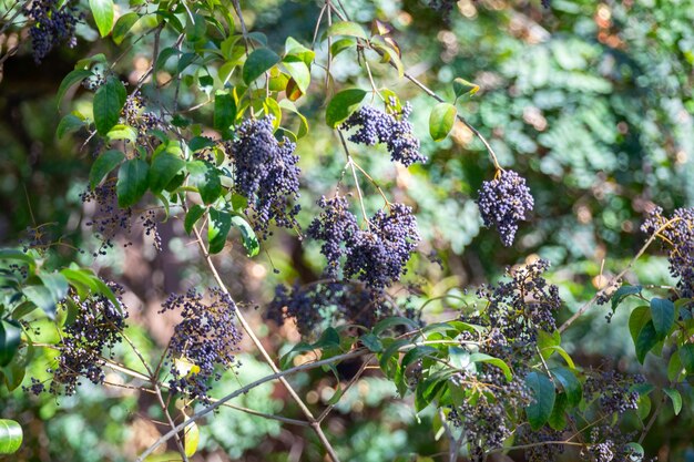 Tropical wild fruit much appreciated by birds Botanical identification not located