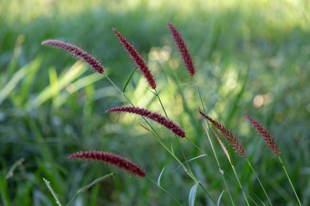 Tropical wild grass floral spike in selective focus relaxing