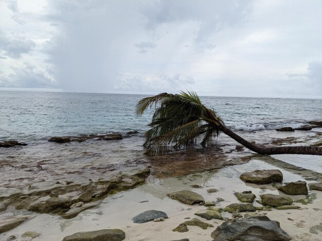 Foto inverno tropicale