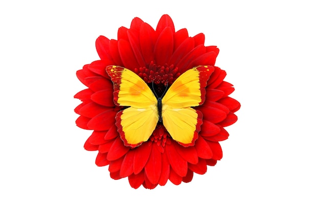 赤いガーベラの花の上に座っている熱帯の黄色い蝶。白い背景に分離