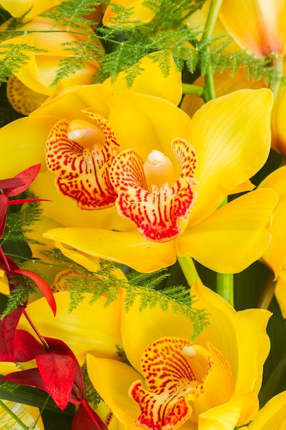 Tropical yellow orchid flowers close up