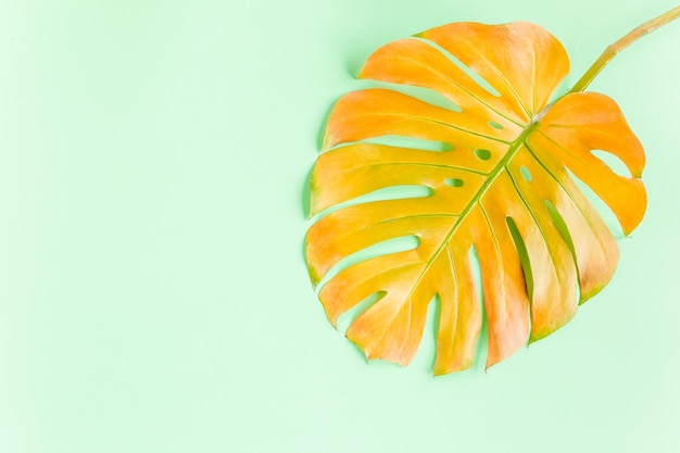 Foto foglia di palma gialla tropicale monstera su sfondo verde vista dall'alto a disposizione piatta