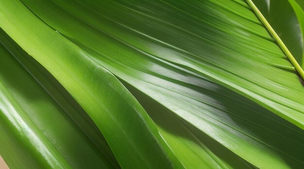 Tropics Unveiled Natural Background of Palm Leaf Closeup with Enchanting Depth