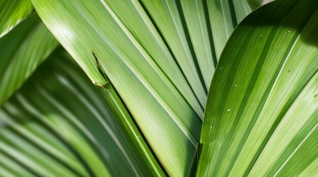 Tropics Unveiled Natural Background of Palm Leaf Closeup with Enchanting Depth