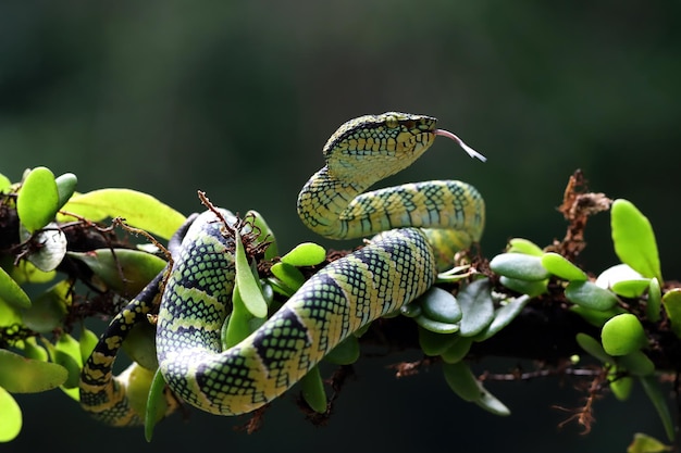 Tropidolaemus wagleri slang close-up op tak, Viper snake