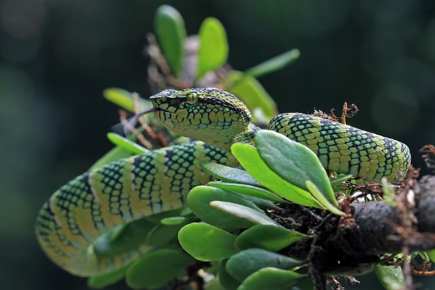 나뭇가지에 있는 Tropidolaemus wagleri 뱀 근접 촬영 바이퍼 뱀 아름다운 색 wagleri 뱀 Tropidolaemus wagleri