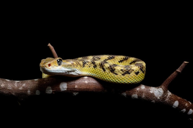 tropidolaemus wagleri snake closeup on branch viper snake