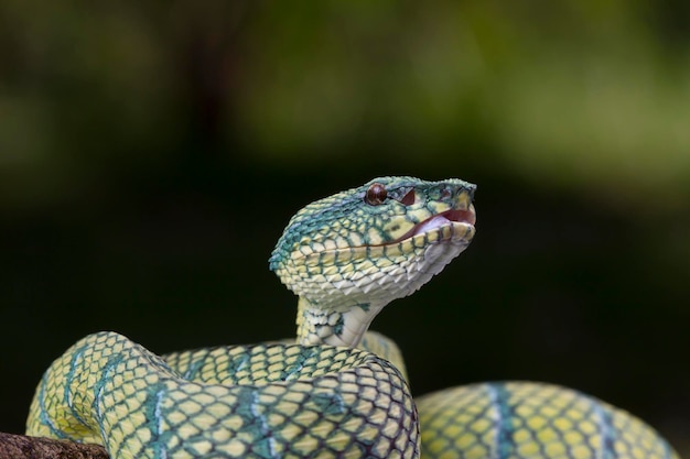 Змея Tropidolaemus wagleri крупным планом на ветке