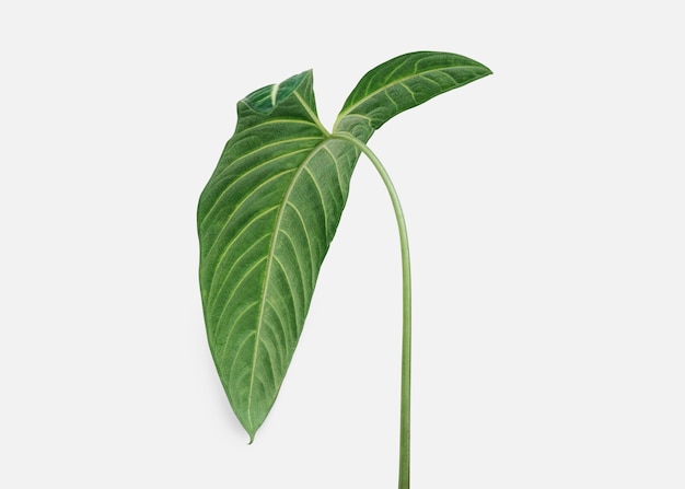 Tropisch Alocasia-blad op een gebroken witte achtergrond