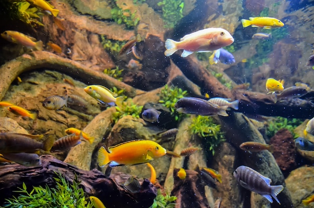 Foto tropisch aquarium