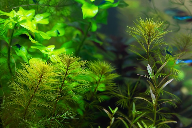 Tropisch aquascape zoetwateraquarium met planten en mos