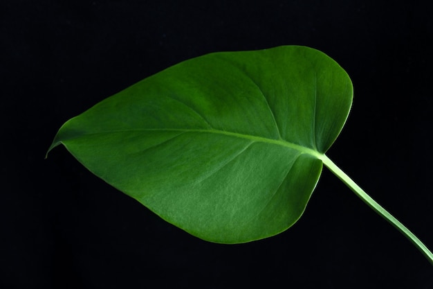 Tropisch blad van exotische plant monstera op zwarte achtergrond, close-up weergave