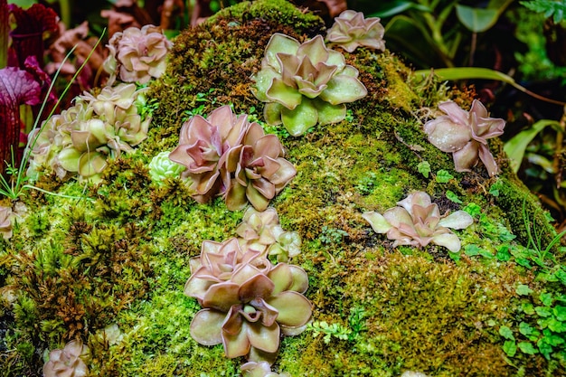 Tropisch bos met vleesetende planten