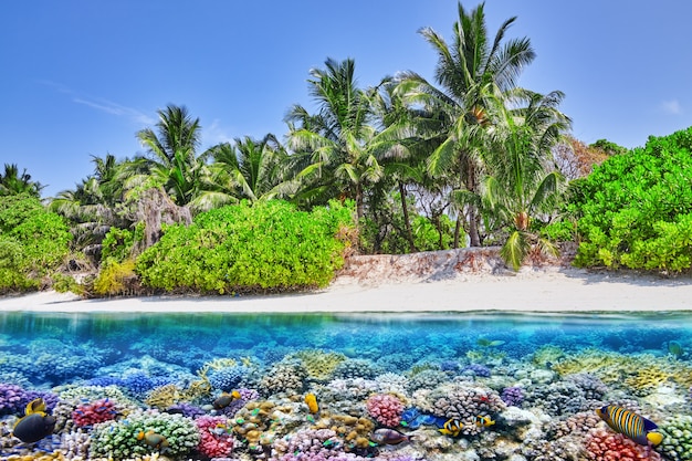 Tropisch eiland en de onderwaterwereld op de Malediven. Thoddoo-eiland.