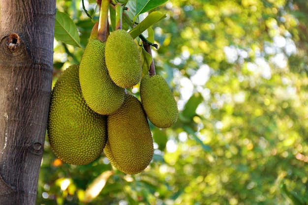 tropisch fruit, jackfruit hangend aan boom