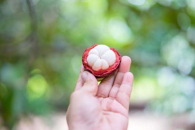 tropisch fruit met zoete, sappige witte segmenten van vlees.