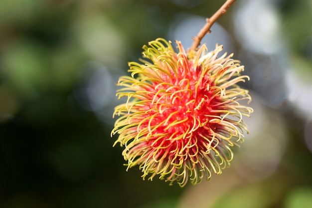 Tropisch fruit, Rambutan op boom