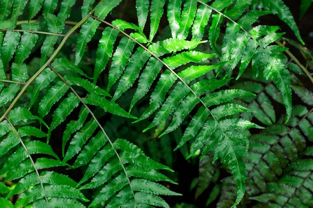 Tropisch groeiende groene bladeren natuur structuurpatroon