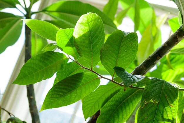 Tropisch groeiende groene bladeren natuur structuurpatroon