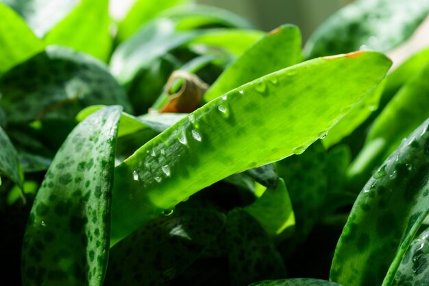 Tropisch groeiende groene bladeren natuur structuurpatroon