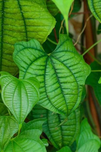 Tropisch groeiende groene bladeren natuur structuurpatroon