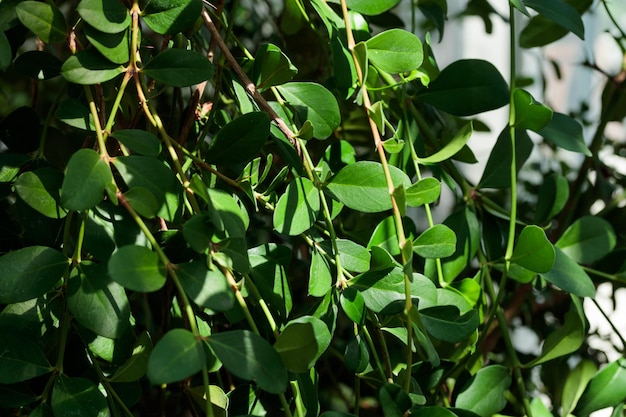 Tropisch groeiende groene bladeren natuur structuurpatroon