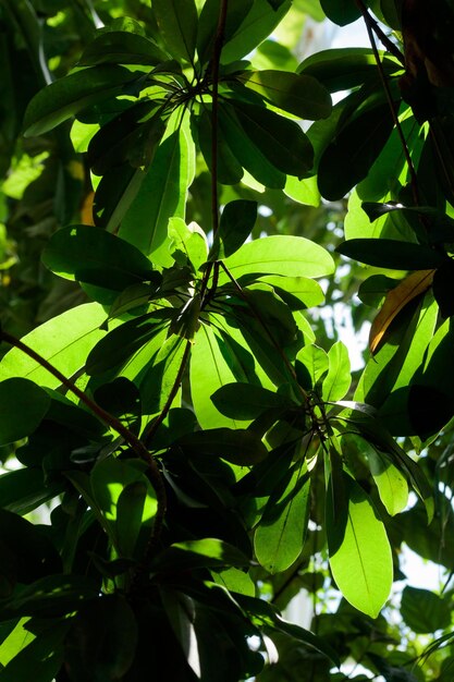 Tropisch groeiende groene bladeren natuur structuurpatroon