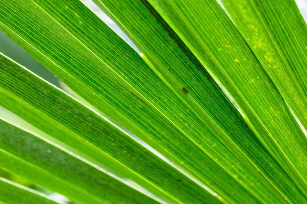 Tropisch groeiende groene bladeren natuur structuurpatroon