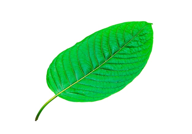 Tropisch groen blad dat op witte achtergrond wordt geïsoleerd