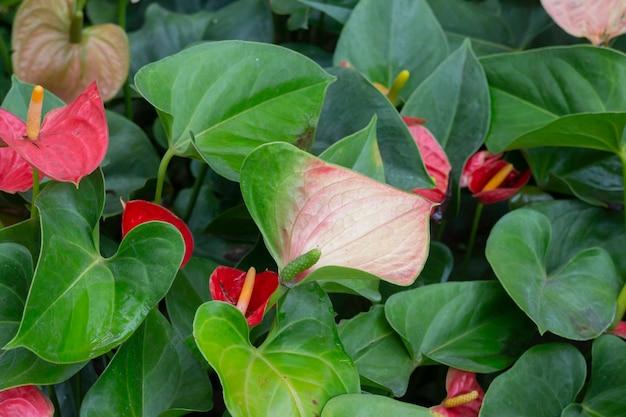 Tropisch groen blad met rode bloemen close-up