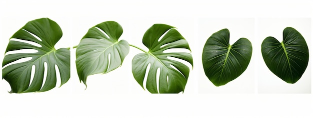 Tropisch groen blad Monstera Deliciosa