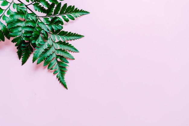 Tropisch groen blad op roze achtergrond