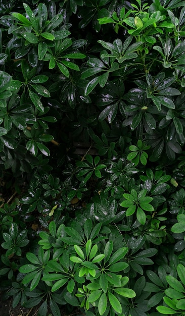 Tropisch groen blad