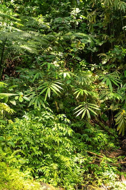 Foto tropisch klimaat. zon schijnt op palmbladeren, groene natuur op het exotische eiland rechtenvrije stockafbeeldingen