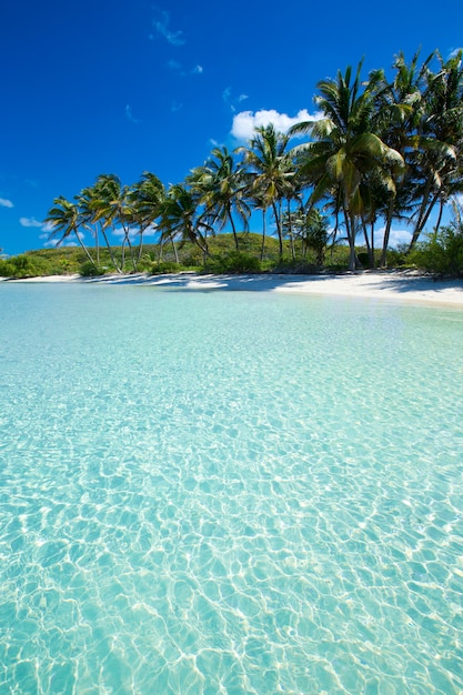 Tropisch leeg strand met palmbomen