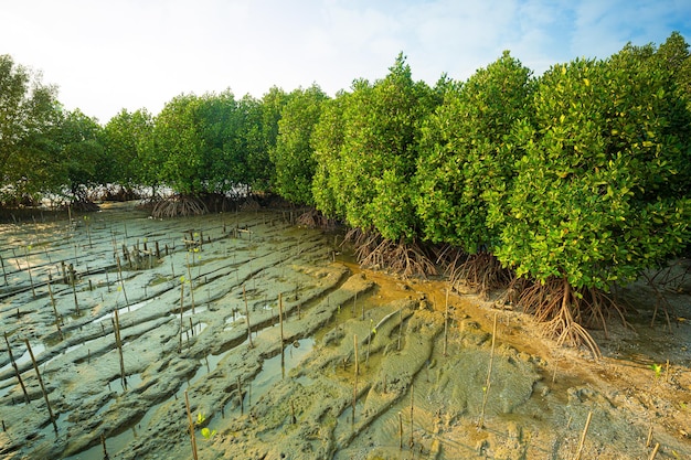 Tropisch mangrovebos onder zonlicht met bewolkte blauwe hemel in phang nga-baai Thailand