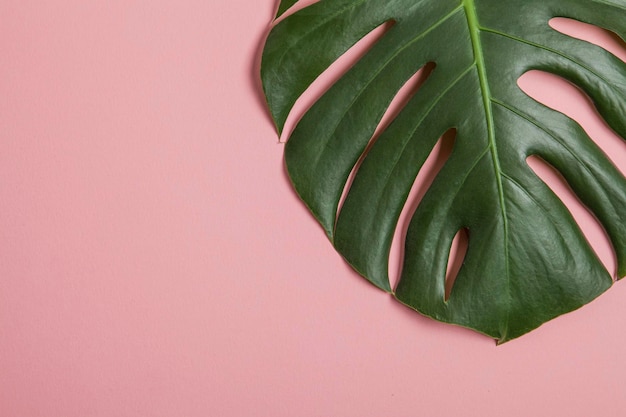 Tropisch monstera palmblad op een trendy pastelroze achtergrond