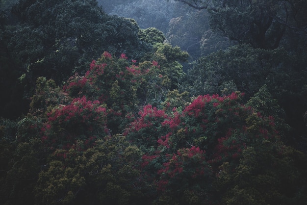 Tropisch oerwoud, gebladerte, wild, regen exotisch wildernislandschap palmvegetatie met weelderig en mist, ecologische tropen in regenwoud met licht van groei, schilderachtig groenbehang