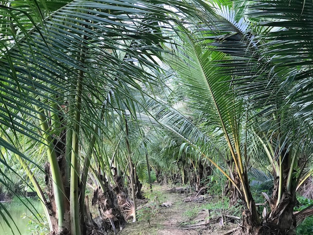 tropisch palmblad achtergrond close-up kokospalmen perspectief weergave