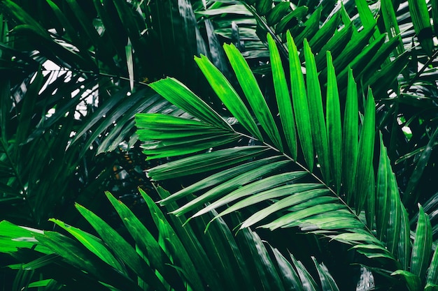 tropisch palmblad, groene natuur achtergrond