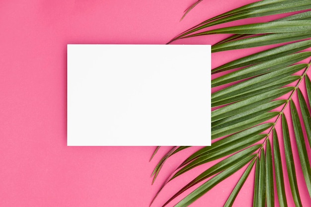 Tropisch palmblad op een felroze achtergrond met kopie spcae