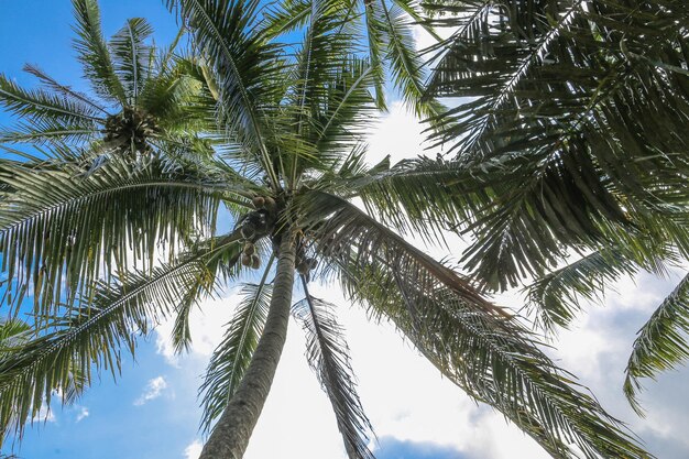 tropisch palmbos jungle