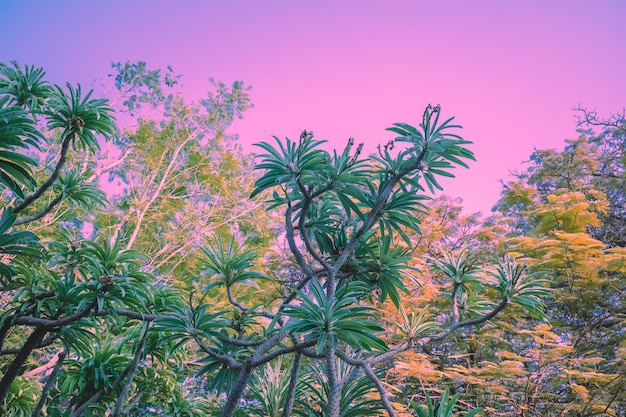 Tropisch regenwoud bij roze zonsondergang Pachypodium grove