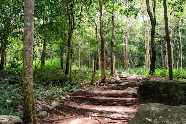 Tropisch regenwoud in huai yang nationaal park in prachuap khiri khan, thailand