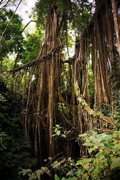 Tropisch regenwoud of jungle met bomen en lianen