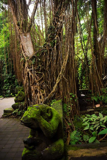 Tropisch regenwoud of jungle met bomen en lianen